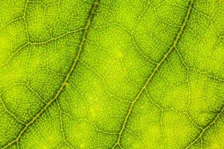 Blur green leaf texture for background indicating love for mother nature and pollution freeの写真素材