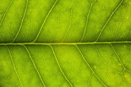 Blur green leaf texture for background indicating love for mother nature and pollution freeの写真素材
