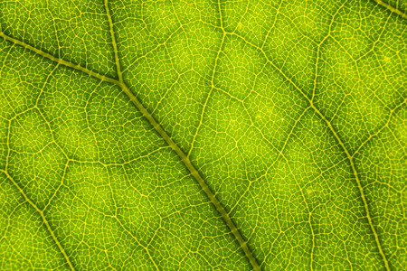 Blur green leaf texture for background indicating love for mother nature and pollution freeの写真素材