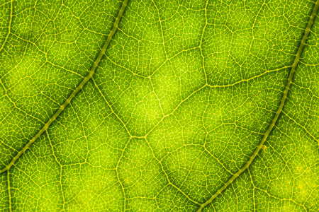 Blur green leaf texture for background indicating love for mother nature and pollution freeの写真素材