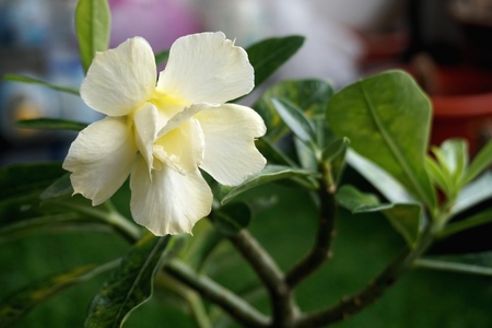 Close view of white yellow Adenium for home gardeningの写真素材