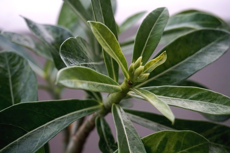 Close view of white yellow Adenium for home gardeningの写真素材