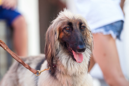 Real dog portrait view in close upの写真素材