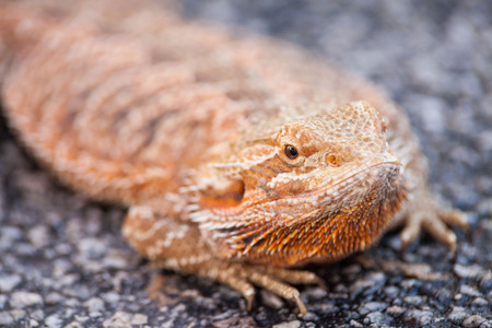 Real dragon lizard portrait view in close up with blur backgroundの写真素材
