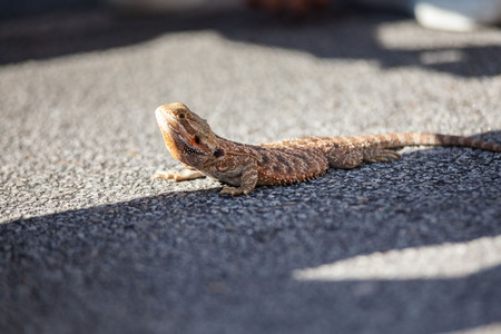 Real dragon lizard portrait view in close up with blur background