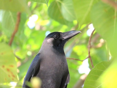 Real American Raven Crow or known as Corvus brachyrhynchos in close viewの写真素材