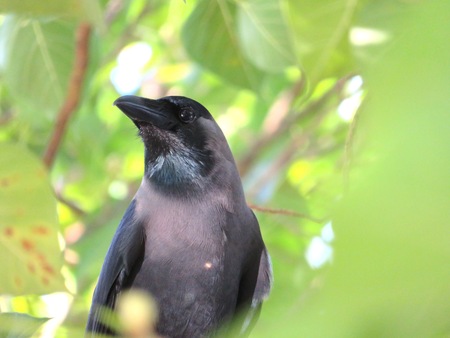 Real American Raven Crow or known as Corvus brachyrhynchos in close viewの写真素材