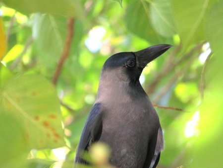Real American Raven Crow or known as Corvus brachyrhynchos in close viewの写真素材