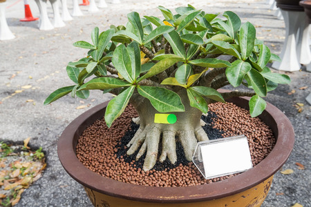 Adenium tree close up with for decorationの写真素材