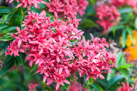 Close up view of real flower for backgroundの写真素材