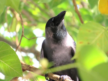Real American Raven Crow or known as Corvus brachyrhynchos in close viewの写真素材