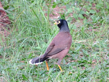 Real brown myna (Mynah) bird or known as Acridotheres tristis in close viewの写真素材