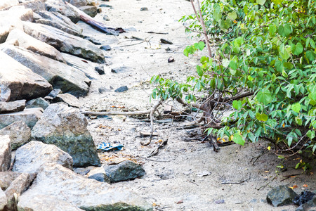 Real Mangroves view by the muddy shoreの写真素材