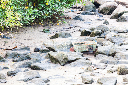 Real Mangroves view by the muddy shoreの写真素材