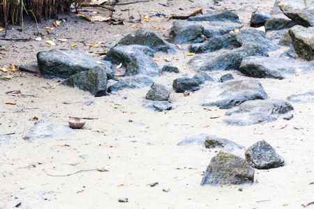 Real Mangroves view by the muddy shoreの写真素材