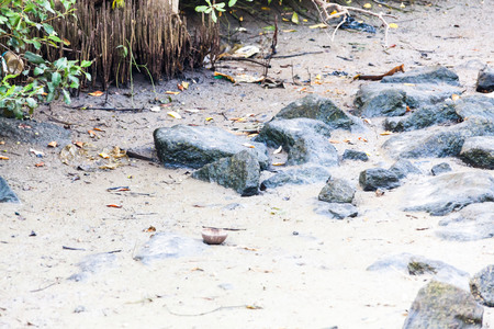 Real Mangroves view by the muddy shoreの写真素材