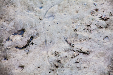 Close up view of real mud skipper by the shoreの写真素材