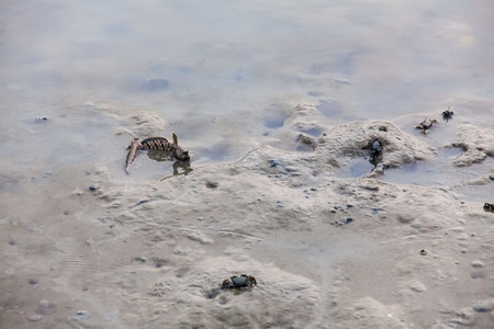 Close up view of real mud skipper by the shoreの写真素材