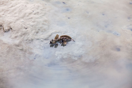 Close up view of real mud skipper by the shoreの写真素材