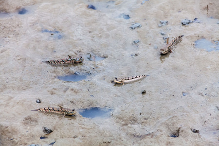 Close up view of real mud skipper by the shoreの写真素材