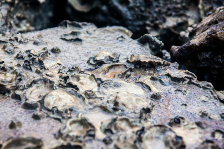 Close of view of real oyster on top muddy rock by the shoreの写真素材