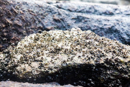 Close of view of real oyster on top muddy rock by the shore