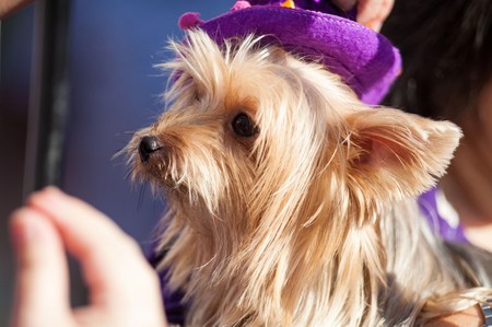 Real dog portrait view in close upの写真素材