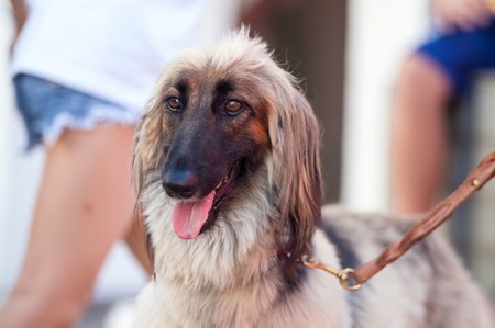 Real dog portrait view in close upの写真素材