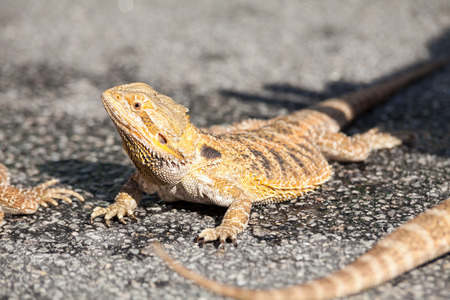 Real dragon lizard portrait view in close up with blur backgroundの写真素材