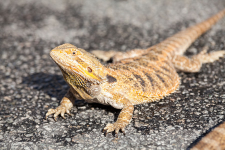 Real dragon lizard portrait view in close up with blur backgroundの写真素材