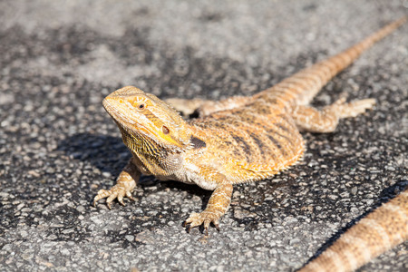 Real dragon lizard portrait view in close up with blur backgroundの写真素材