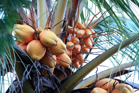 Real coconut on a tree with white sky backgroundの写真素材