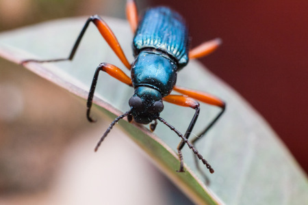 Real long horn weevil in close up viewの写真素材