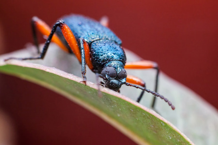 Real long horn weevil in close up viewの写真素材