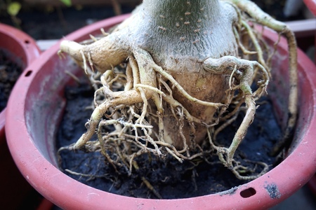 Close view of Adenium root for home gardeningの写真素材