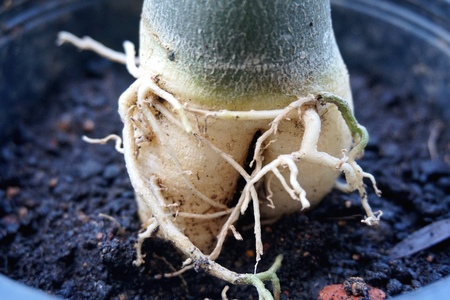 Close view of Adenium root for home gardeningの写真素材