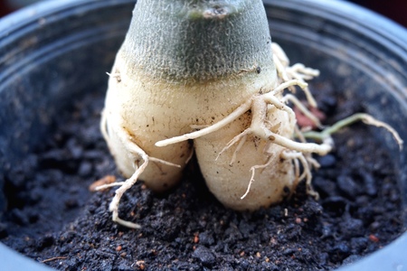 Close view of Adenium root for home gardeningの写真素材