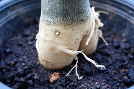 Close view of Adenium root for home gardeningの写真素材