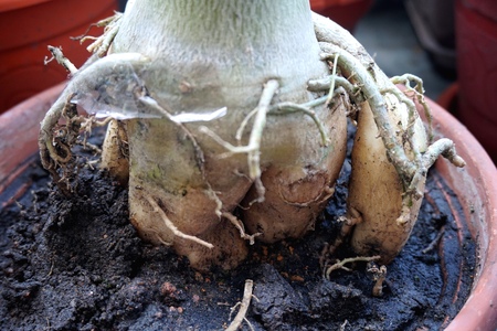 Close view of Adenium root for home gardeningの写真素材