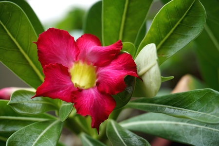 Close view of Red Adenium for home gardeningの写真素材