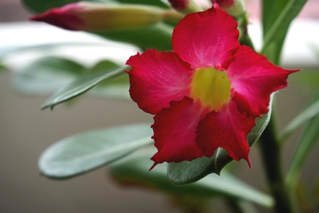 Close view of Red Adenium for home gardeningの写真素材