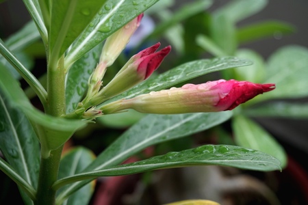 Close view of Red Adenium for home gardeningの写真素材