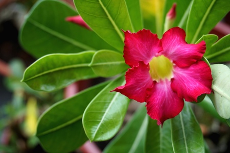 Close view of Red Adenium for home gardeningの写真素材