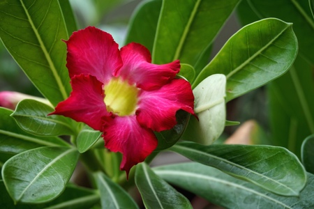 Close view of Red Adenium for home gardeningの写真素材