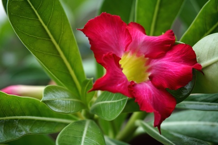 Close view of Red Adenium for home gardeningの写真素材