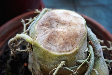 Close view of rotten root of Adenium plantの写真素材