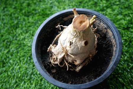 Close view of rotten root of Adenium plantの写真素材