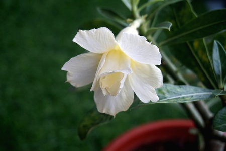 Close view of white yellow Adenium for home gardeningの写真素材
