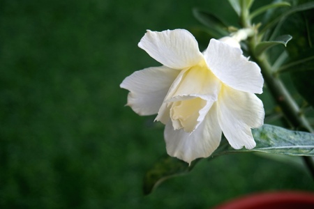 Close view of white yellow Adenium for home gardeningの写真素材