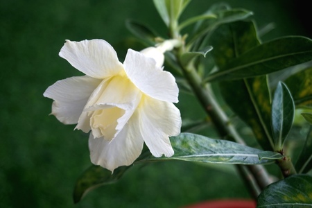 Close view of white yellow Adenium for home gardeningの写真素材